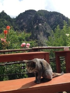 Cat at Tiger's Nest: So near yet so far
